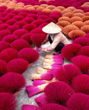 Champs de Fleures Hanoi Vietnam