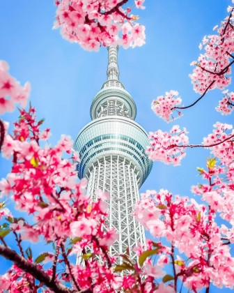 La saison des cerisiers en fleurs... Une...