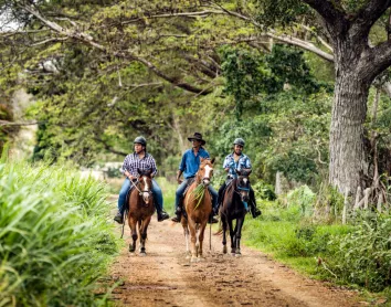 Stockmen de Nouvelle-Calédonie Chevaux en brousse