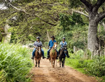 Chevaux Nouvelle-Calédonie Stockmen Chevaux Brousse Arbre
