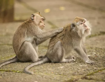 Singes Singes Bali Animaux