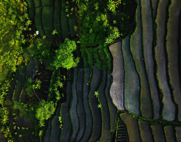 Bali Rizière Bali Paysage