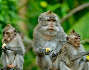 monkey forest bali